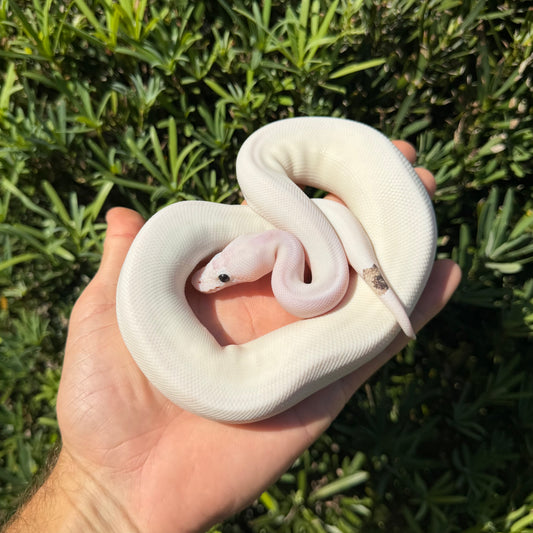 1.0 pewter pied