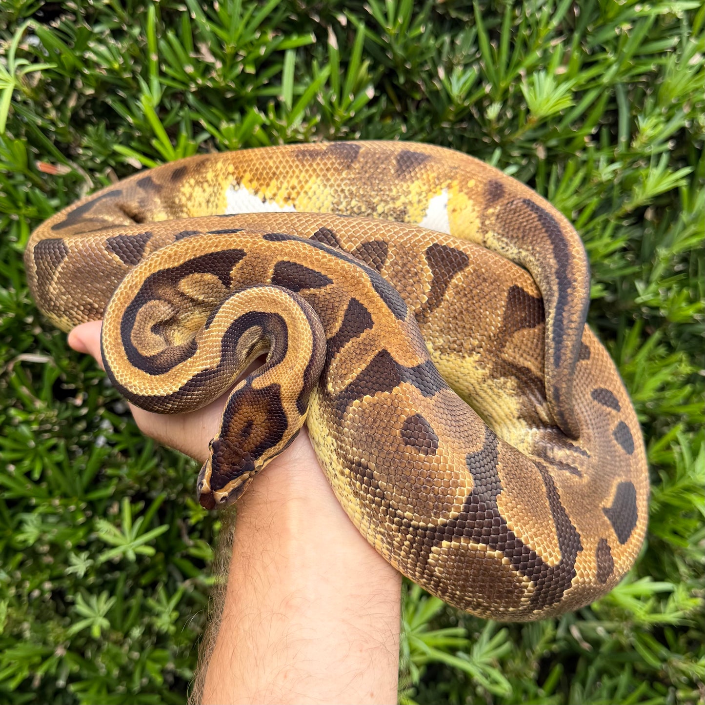 0.1 Enchi pied (proven breeder)