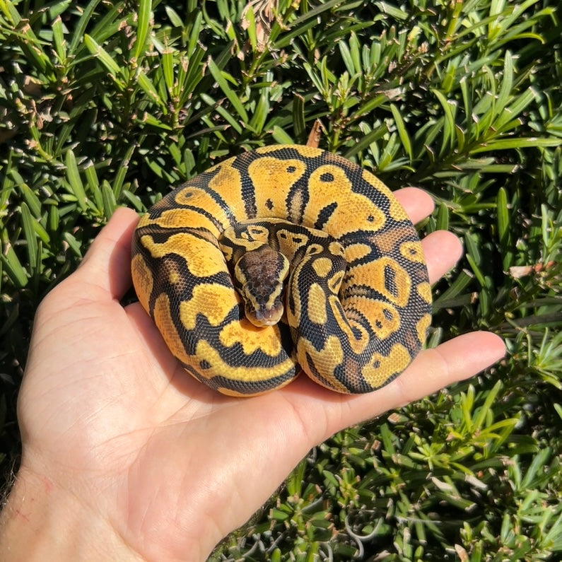 0.1 Pastel Het pied