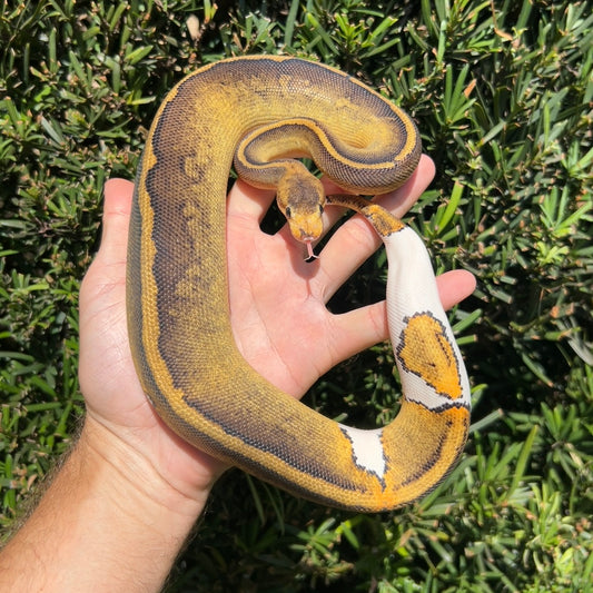 0.1 Leopard yellowbelly champagne DH albino/pied
