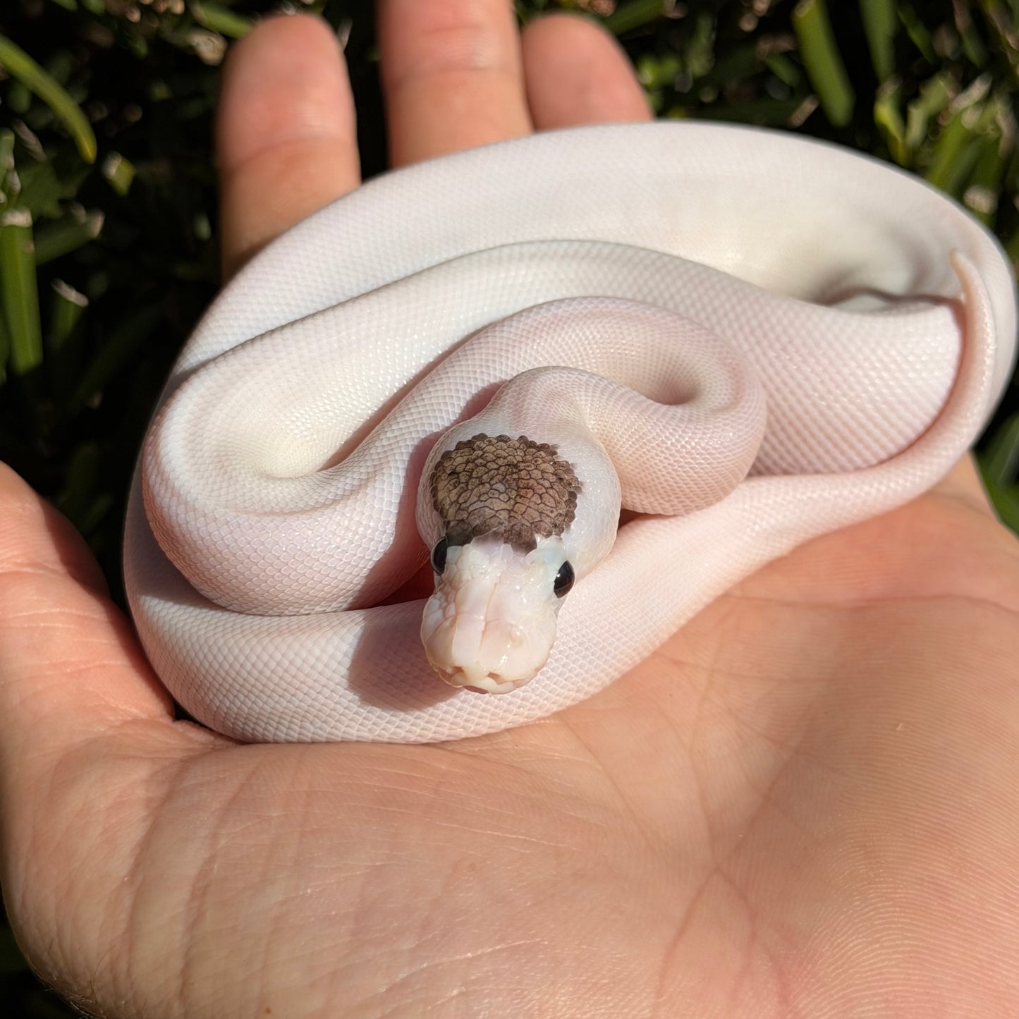 0.1 super cinny pastel pied
