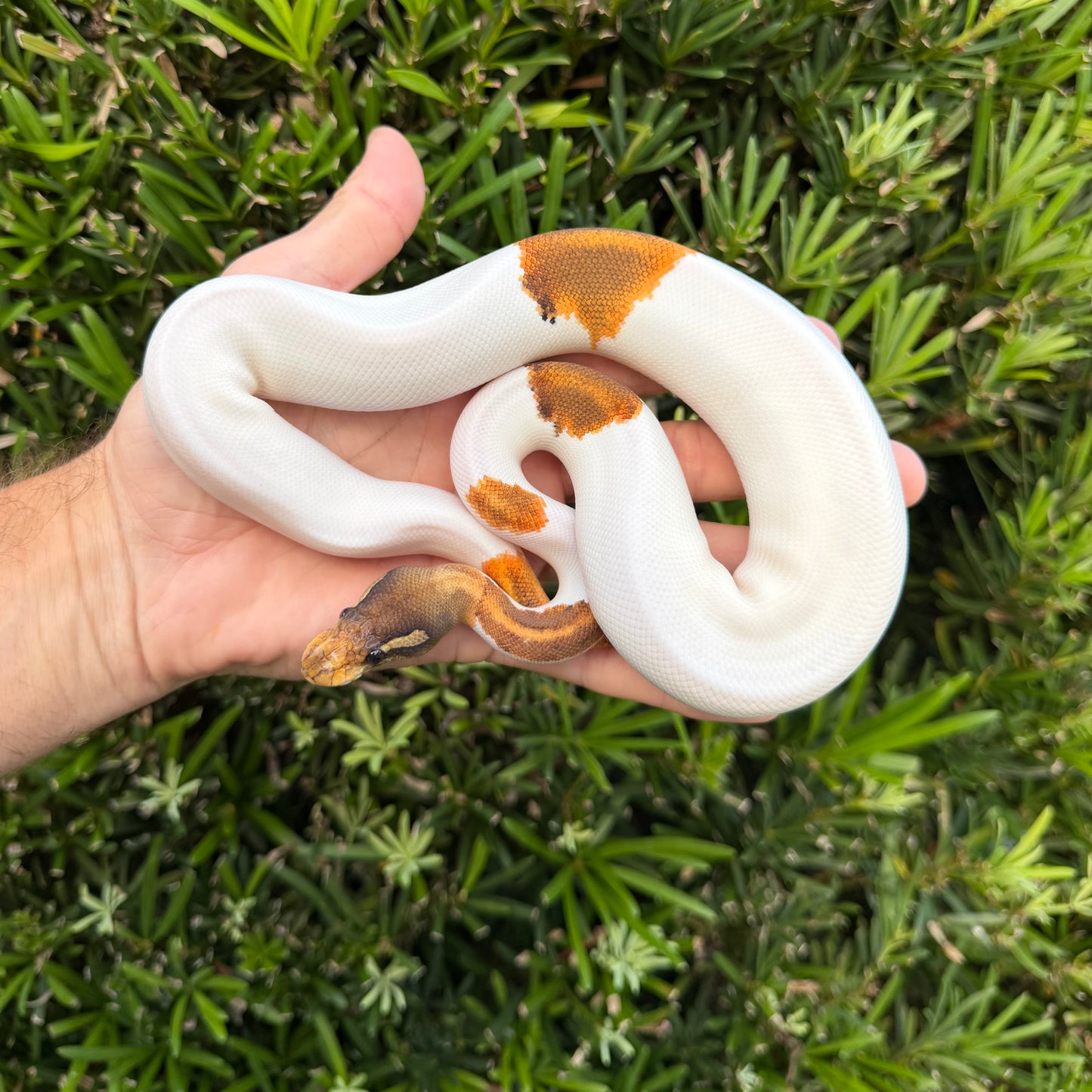 1.0 OD Enchi cinny pied