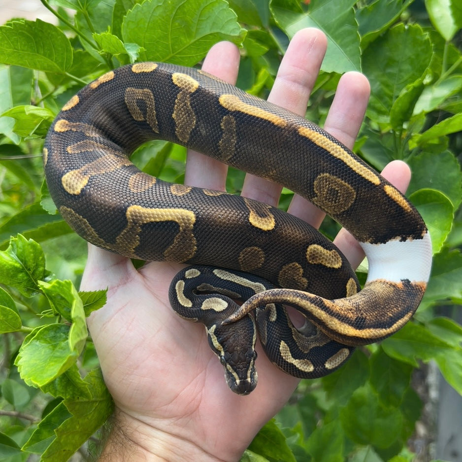 0.1 GHI YB cinnamon Enchi 100% het pied