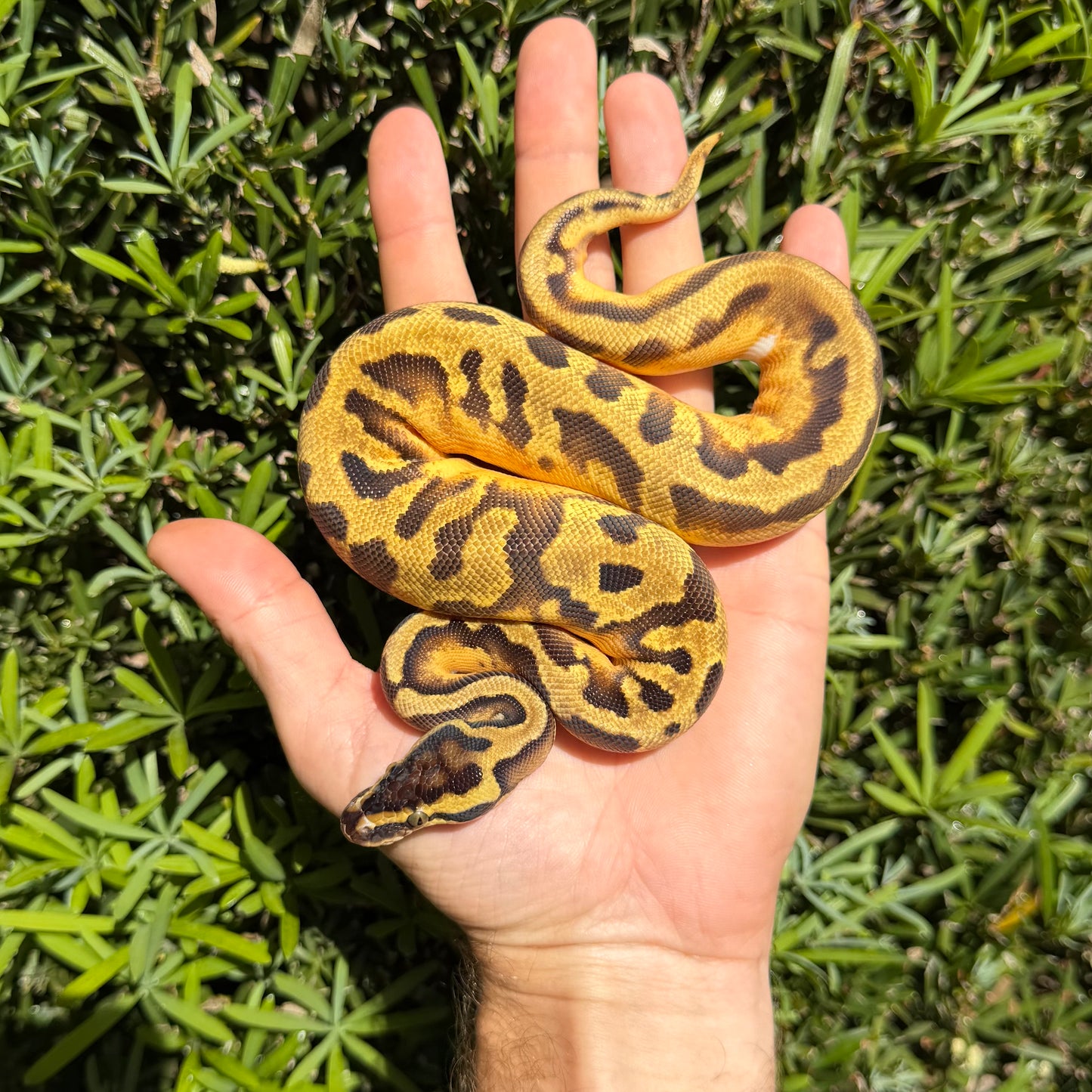 1.0 leopard pastel enchi pied