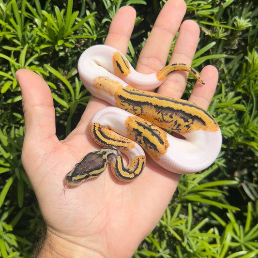 1.0 pastel pied