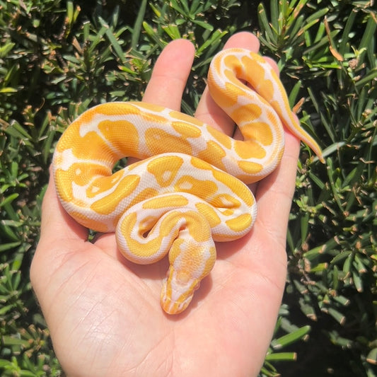 1.0 albino calico