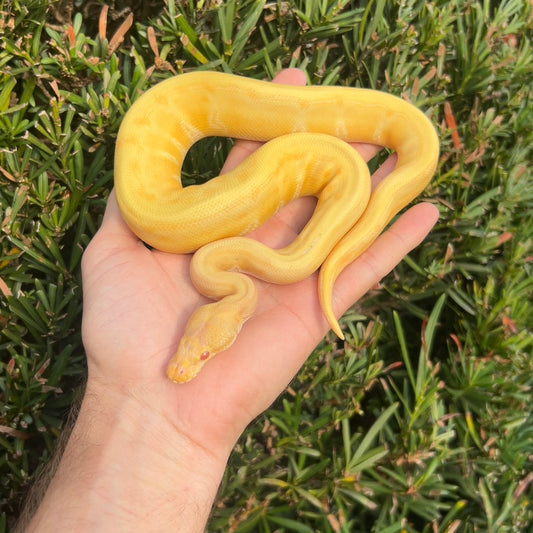 1.0 candino pinstripe