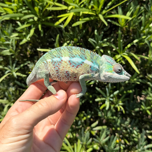 Panther chameleon