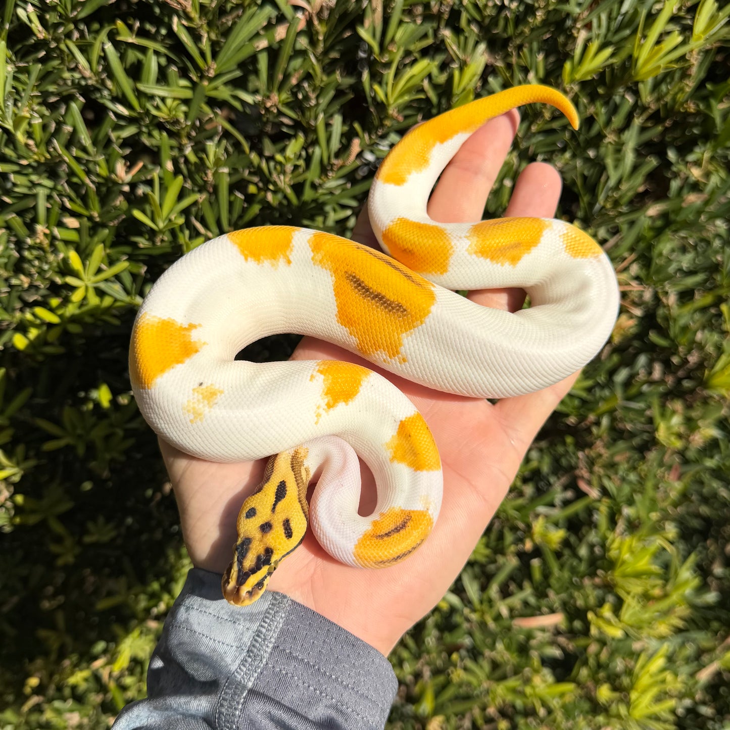 0.1 OD pastel yb enchi leo pied poss cinny