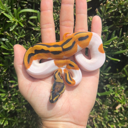 0.1 Orange dream pied