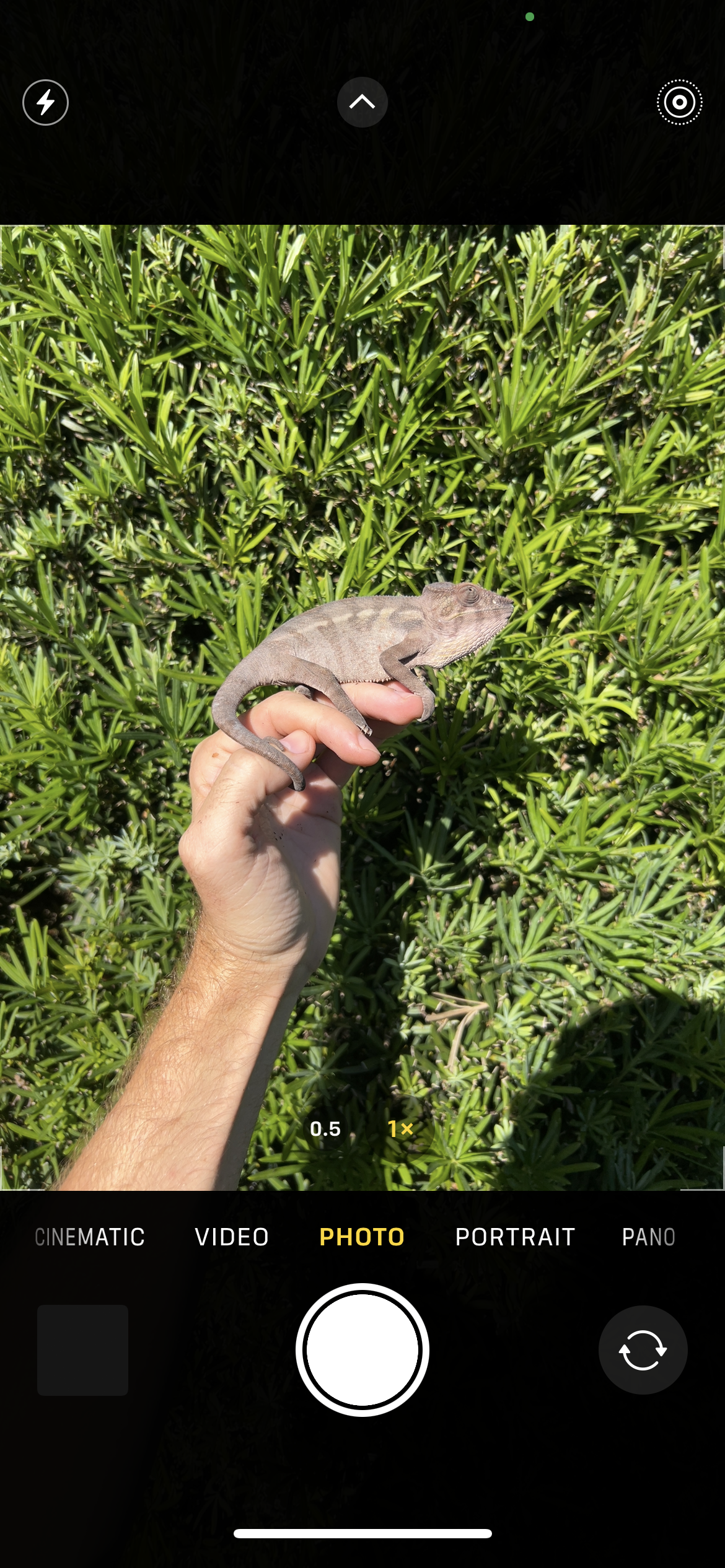 Female Ambilobe panther chameleon